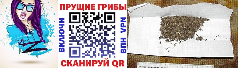 Галлюциногенные грибы Psilocybine cubensis Купить Киржач